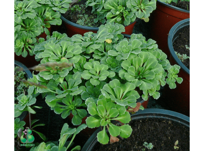 Saxifraga cuneifolia